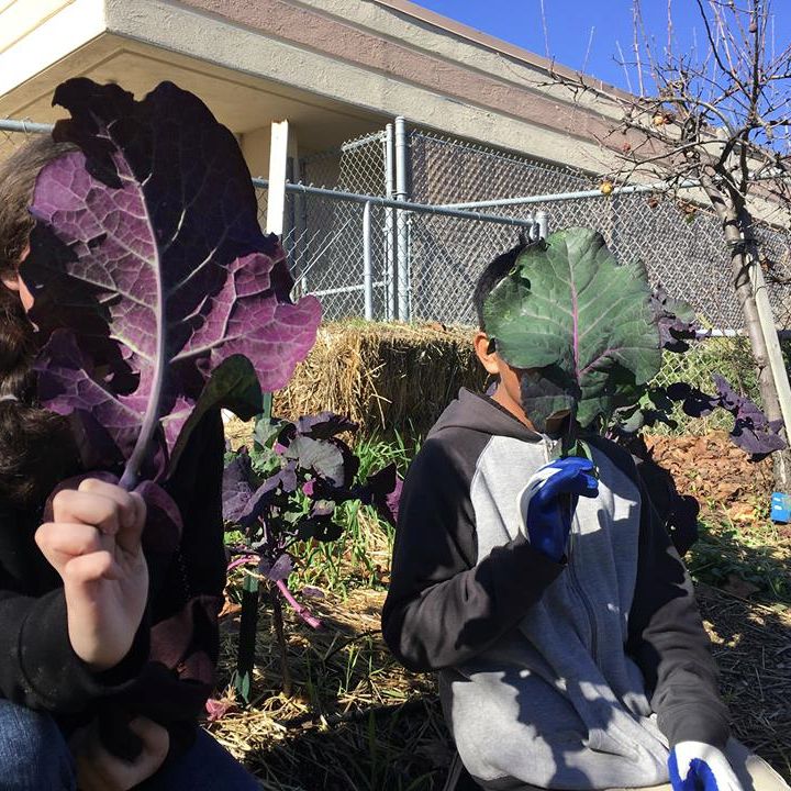 Kids picking vegetables in a One Cool Earth school garden